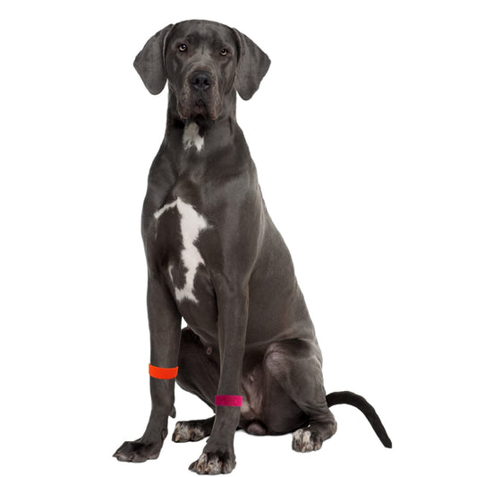 Dog Anxiety Relief Band – Acupressure Calming Band for Dogs – Travel Stress and Behavior Support – Slip-On Stretch Fit – AcuPup Natural Comfort Band – Multiple Sizes Available (M 4, Rose)