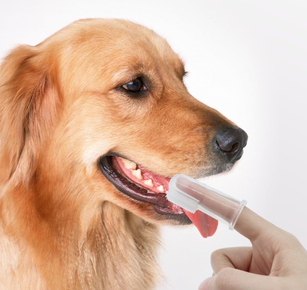 Auaoalay 10 Pack Dog Tooth Brushing Kit, Small Dog Toothbrush Cat Toothbrush, Finger Toothbrush for Dogs, Puppy Toothbrush for Dog Teeth Cleaning & Dental Care, Pet Toothbrush for Dogs Small Breed