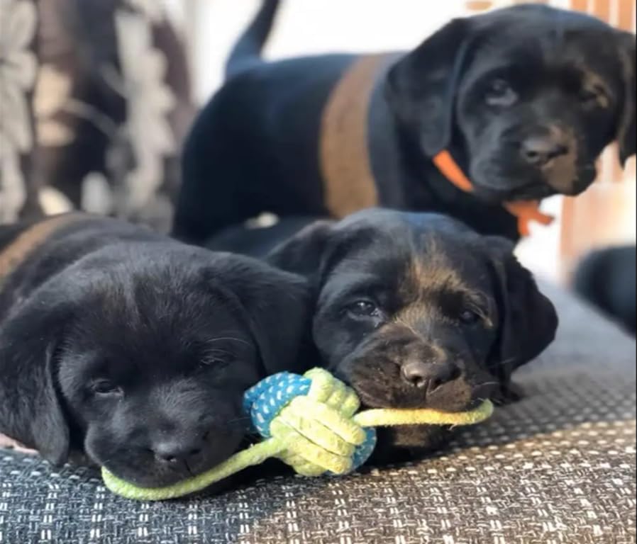 Bambinom Puppy Chew Toys, 12 Pack Puppy Teething Toys for Small Breed