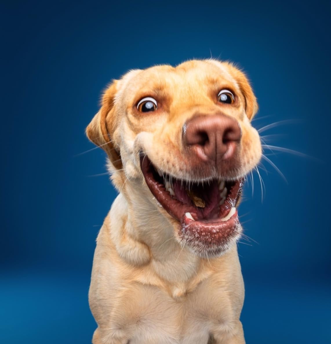 Nom Nom Beef Jerky Treats - All-Natural Dog Snacks for Training, Rewards, and Mealtime Toppers - Non-GMO, No Fillers, Preservatives or Added Ingredients - Prepared in The USA for Dogs