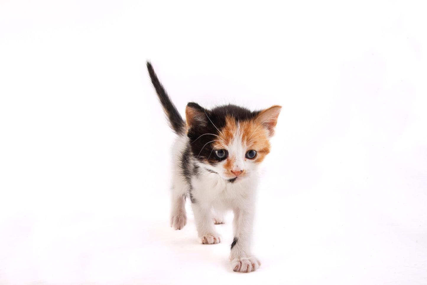 Pupums Sweet Potato, Oatmeal & Peanut Butter Dog Training Treats Variety Pack of 3 Human Grade Grain Free Cookies Made in USA