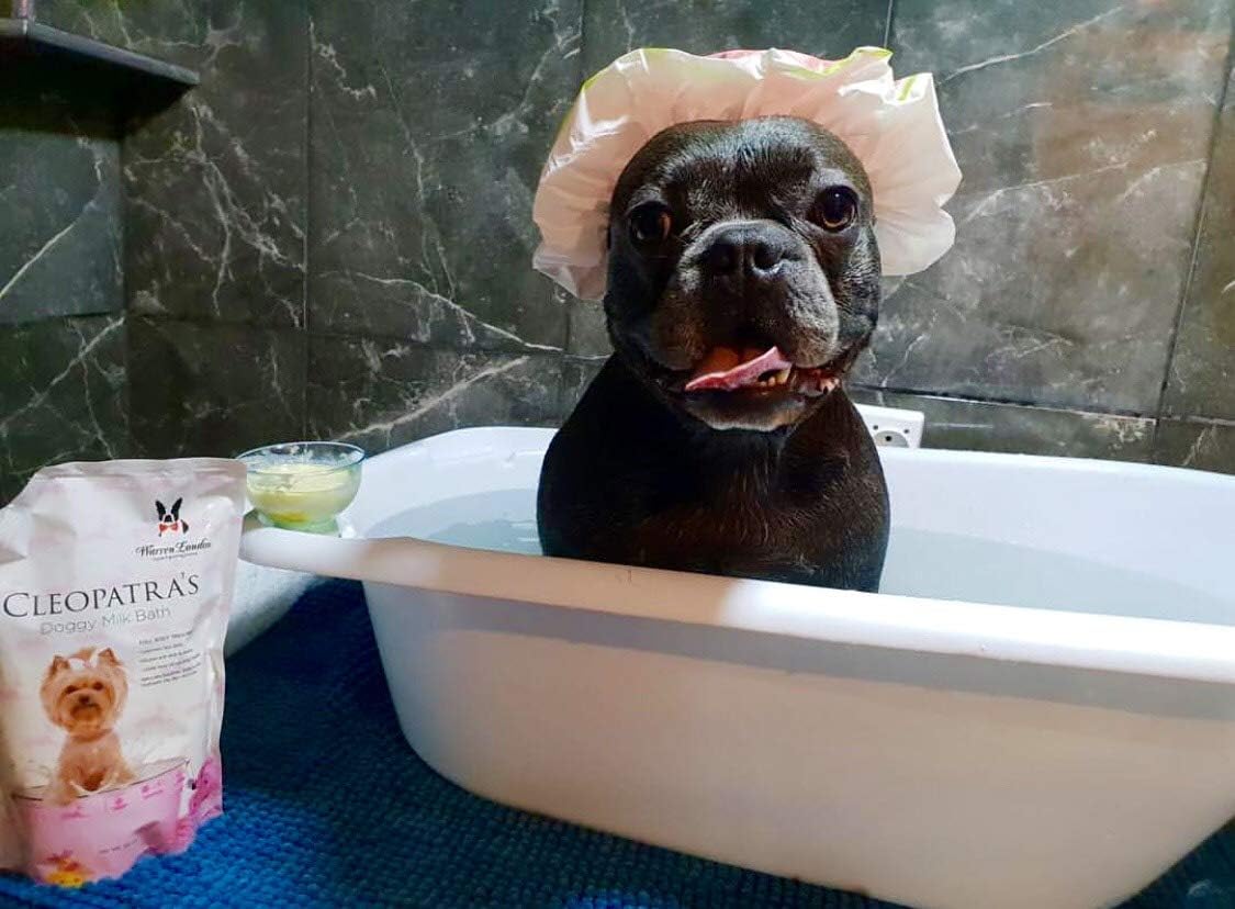 Warren London Cleopatra's Doggy Milk Bath | Luxurious Dog Shampoo and Conditioner w/Whole Milk Powder and Honey for Silky Smooth Coat | Use as a Full Bath Soak or Spray On Dog Shampoo | 12oz