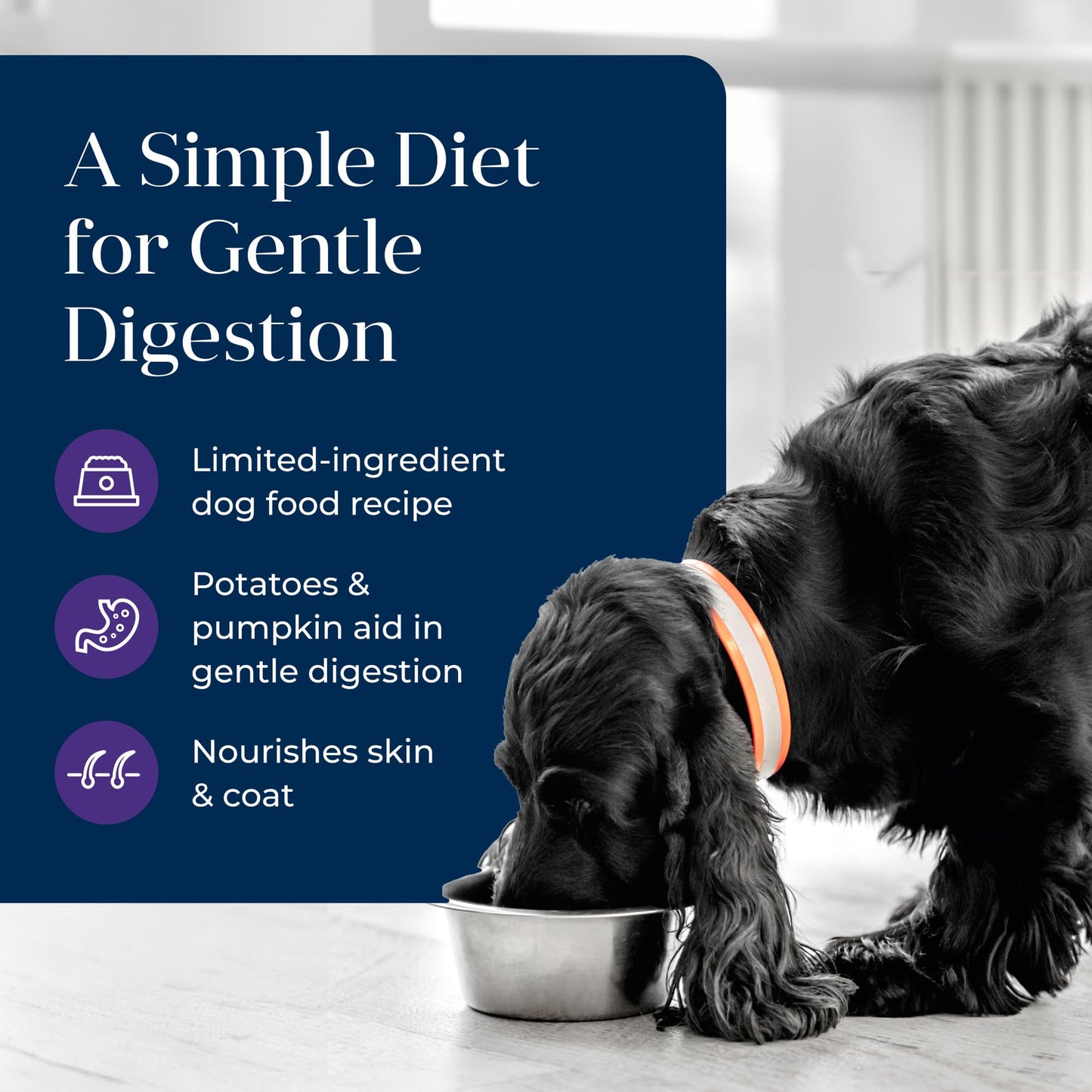 Blue Buffalo Basics Grain-Free Senior Wet Dog Food, Skin & Stomach Care, Limited Ingredient Diet, Turkey Recipe, 12.5-oz. Cans, 12 Count