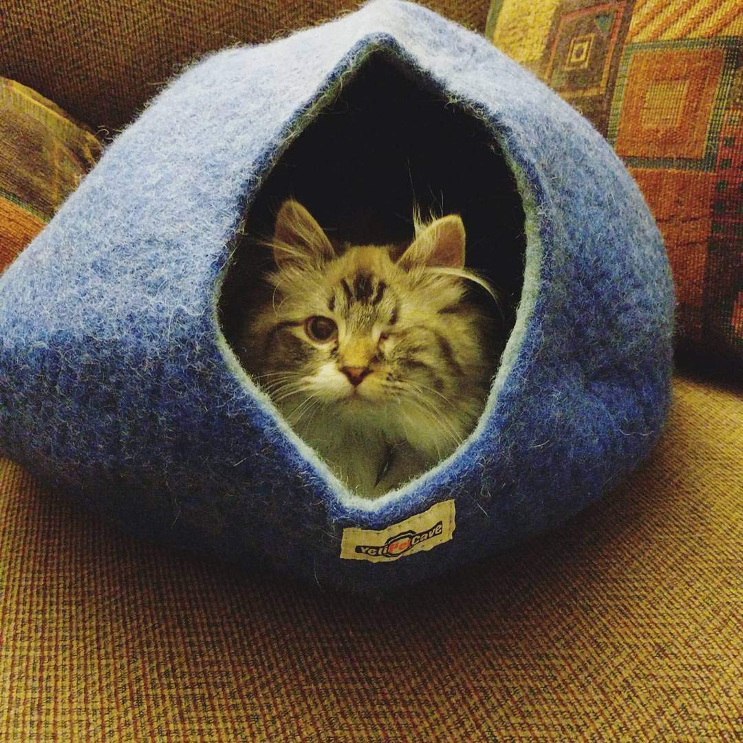 Yeti Dog Chew Dog Cave Bed for Cats and Small Dog Bad, 100% New Zealand Wool, Blue, 18" D x 20" W x 9" H