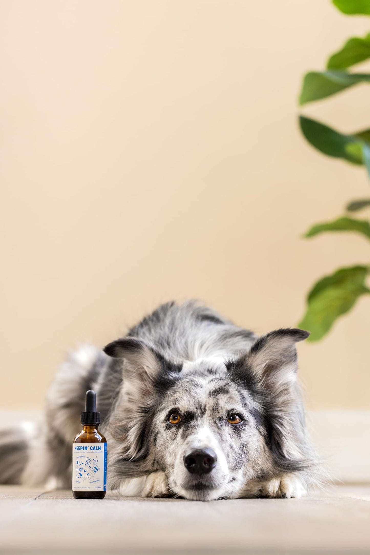 Furpect Keepin' Calm, Natural Herbal Tincture, Anxiety Relief for Dogs & Cats from Stress, Fireworks, Motion, Separation, Storm. Ashwagandha, Herbal Calming, Sleep and Stress Relief Aid, 60ml.