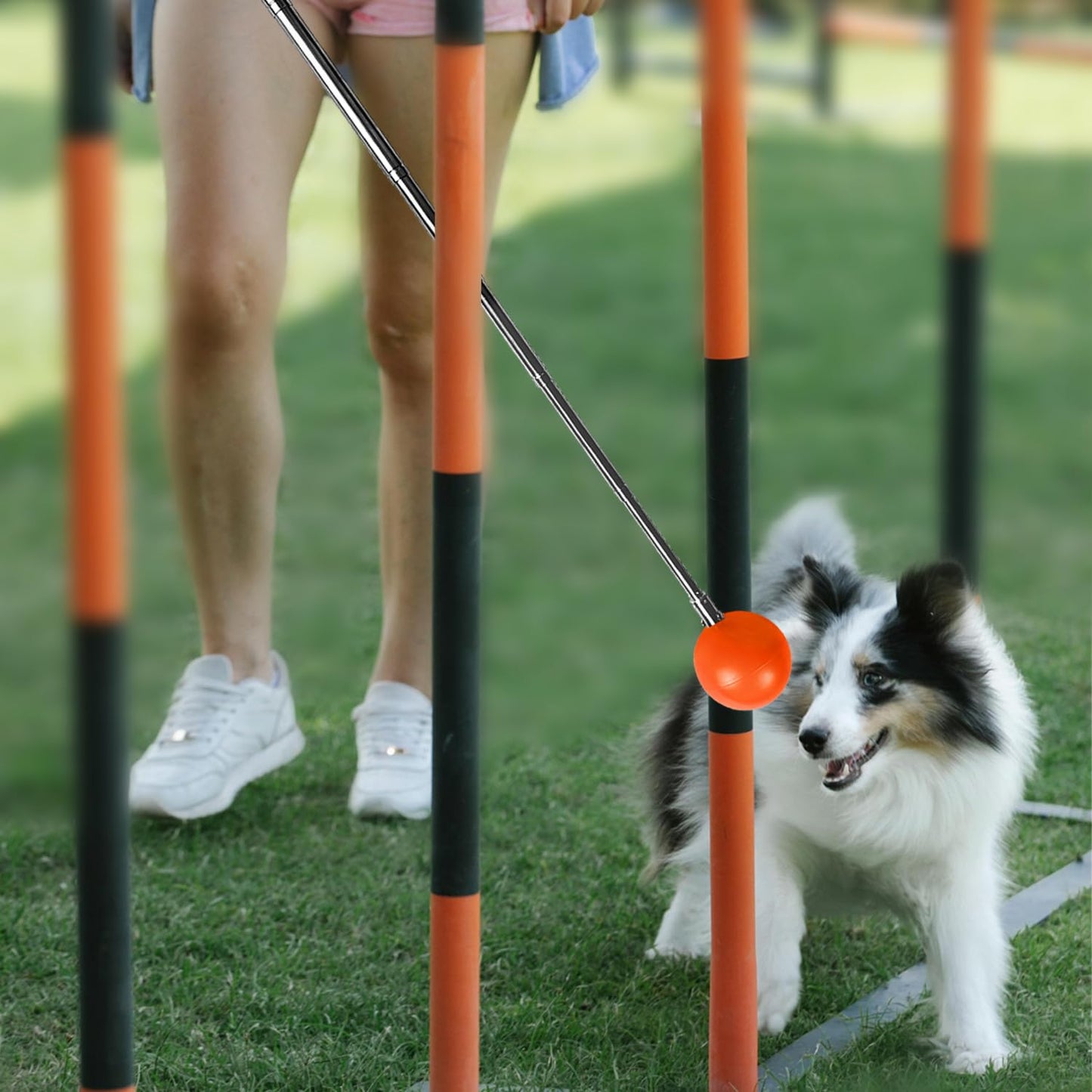 Training Kit - 1 Target Stick, 1 Training Clicker, 1 Whistle - Dog Training Equipment Tools, Cat Toilet Trainer Kit, Agility Training Lure Course For Dogs, Kitten Puppy Behavior Aids Trick (A Type)