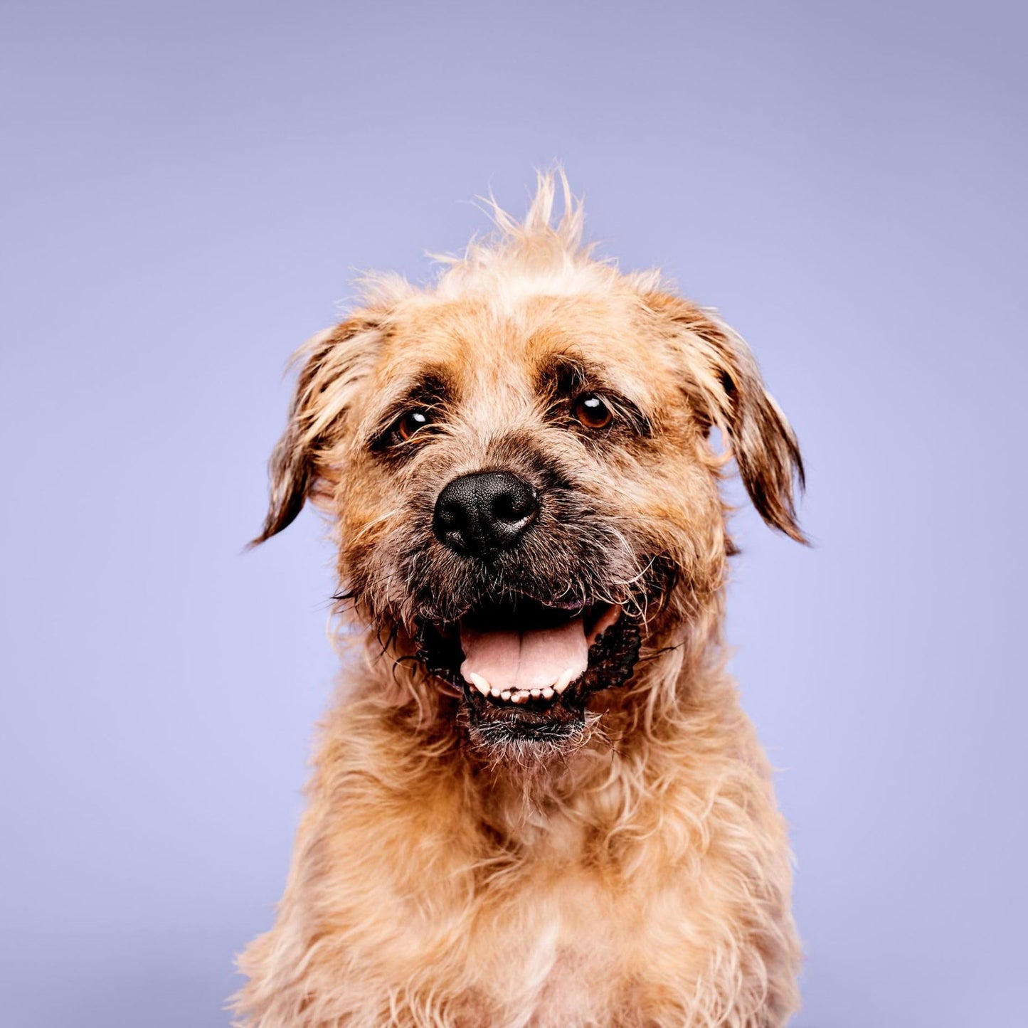 Pride and Groom The Sensitive One Dog Shampoo – All Natural Blend of Essential Oils & Gentle Ingredients for Puppies & Dogs with Sensitive Skin & Coats to Soothe and Regulate Skin & Follicles – 16oz