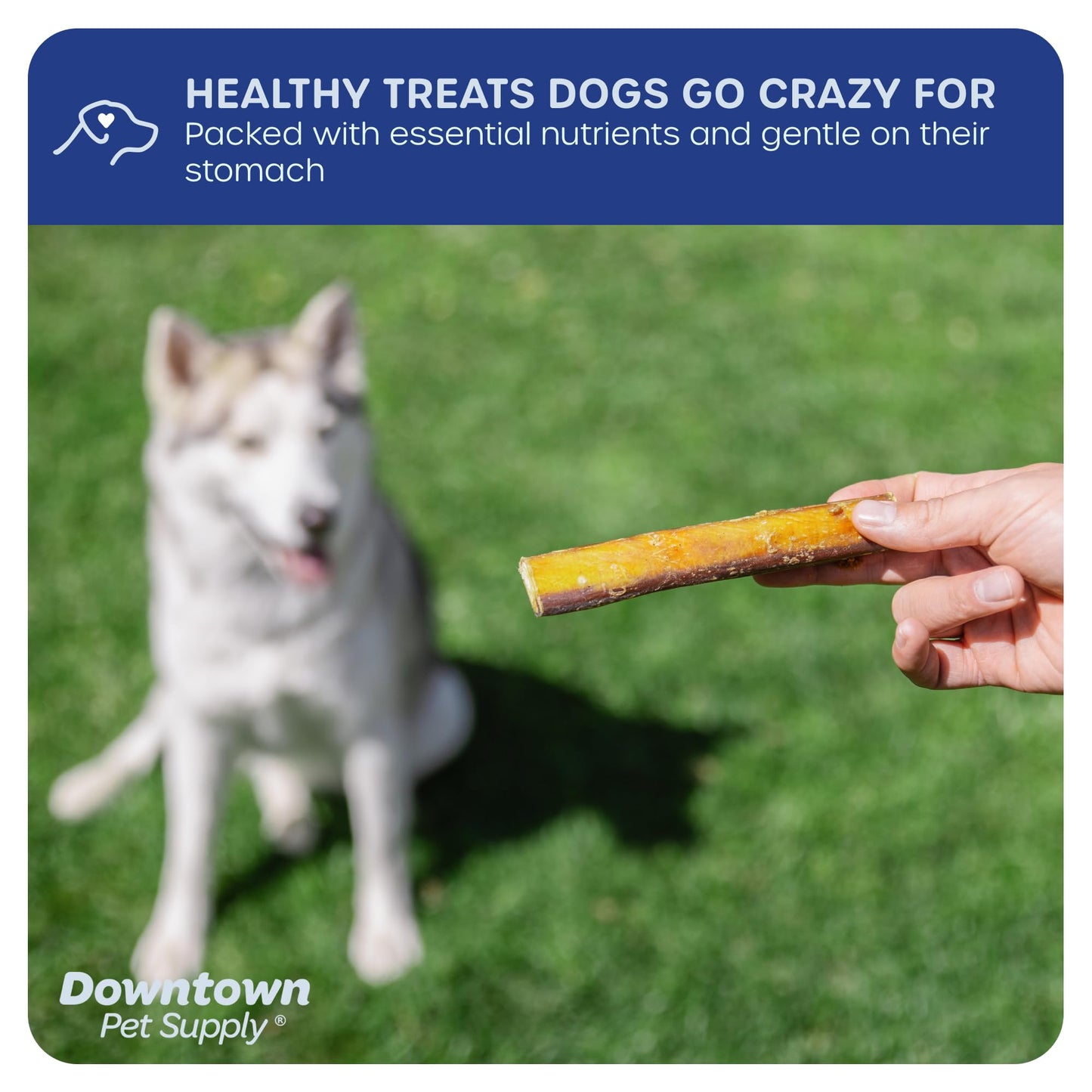 Downtown Pet Supply Bully Sticks for Dogs (6", 24-Pack, Jumbo) Non-GMO, Grain Free, Rawhide Free Dog Chews -Long Lasting and Low Odor Bully Sticks for Large Dogs