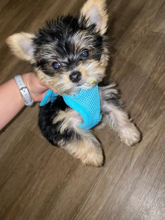 Snazzi Pet Soft No Pull Step-in Dog Harness Small Dog XXS XS Vest for Teacup, Chihuahua, Yorkie, Pomeranian Dog Vest Harness for Puppy SkyBlue Mesh Comfy (2-4 lbs)