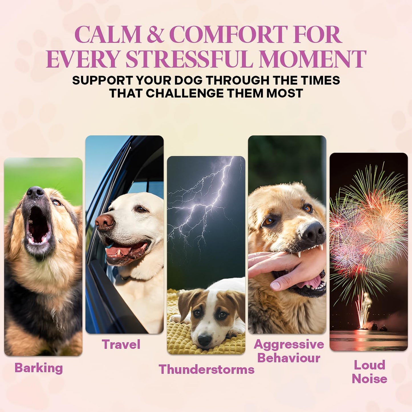 Healthy Dogma - Peaceful Pooch | Powder Calming Supplement for Dogs Dealing with Anxiety, Separation Stress, Noise, Thunder and Barking (6 Oz)