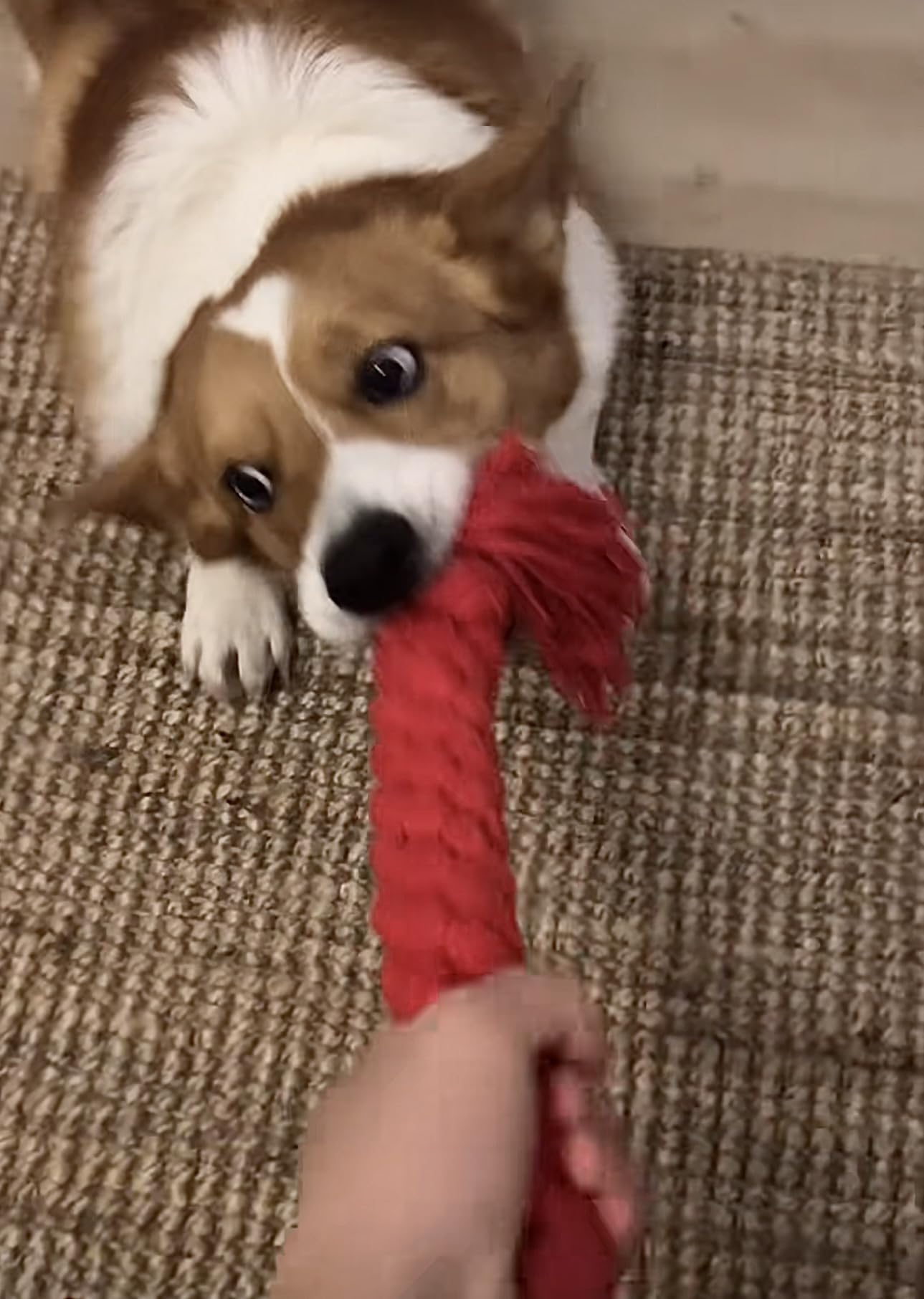 Dog Rope Toys,Medium and Small Pet Chew Toys,Pets Teething Rope Toys,Dog Toy Aggressive Chew Small Breed,Super Durable and Indestructible.(Carrot + Drop Ball, Count, 2)