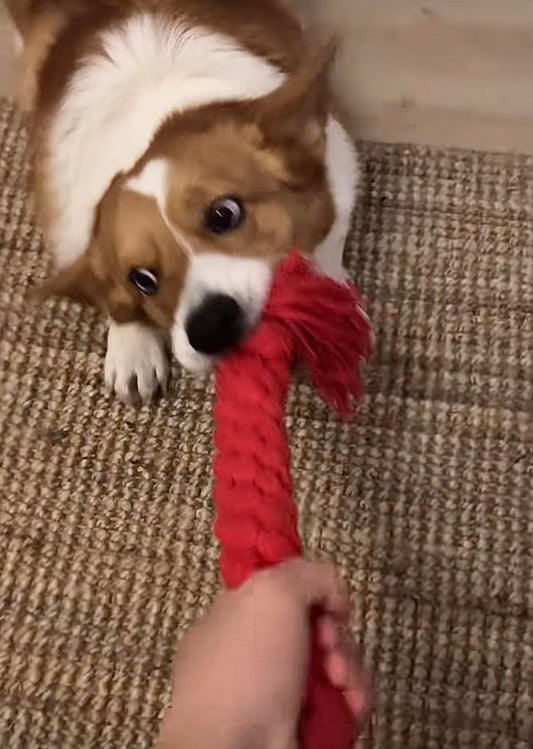 Dog Rope Toys,Medium and Small Pet Chew Toys,Pets Teething Rope Toys,Dog Toy Aggressive Chew Small Breed,Super Durable and Indestructible.(Carrot + Drop Ball, Count, 2)