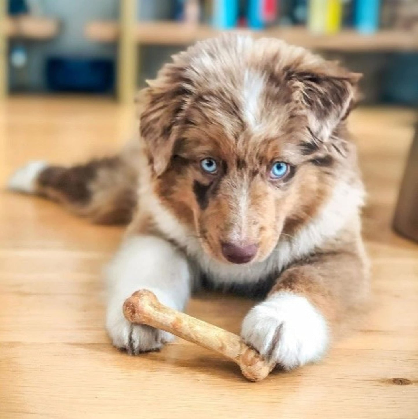 Baltimore Dog Bakery – Apple Cinnamon Low Fat All-Natural Dog Treats, 7oz Resealable Bag, Healthy Dog Training Treats, Dog Biscuits, Healthy Dog Cookies, Hand Made in The USA