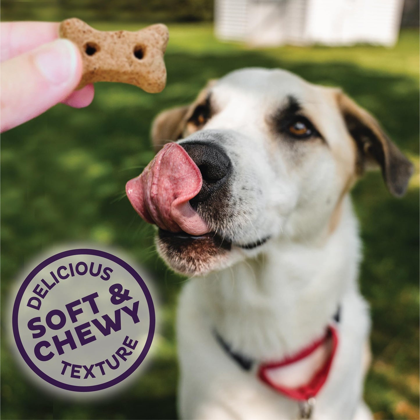 Old Mother Hubbard Wellness Soft & Chewy Bark'n Beef Dog Biscuits, Natural, Training Treats, Beef & Sweet Potato Flavor, Mini Size, (8 Ounce Bag)