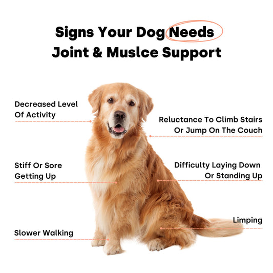 Joint & Recovery | 2-in-1 Joint & Muscle Chews. Help Reduce Pain & Increase Daily Activity. Helps with Arthritis and Pain Prevention. Tasty Trout Flavor.