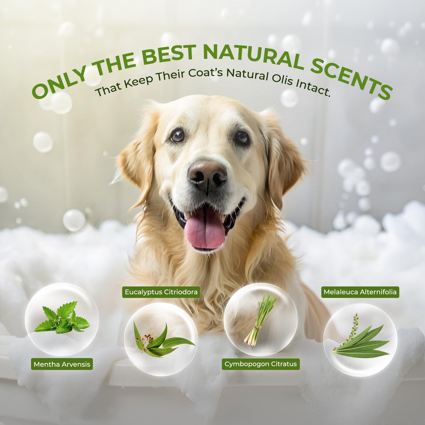 Natural Pet Shampoo for Dogs & Cats – Dog Shampoo Itchy Skin Relief, Odor Control & Deep Cleansing – Plant Based Formula Dog Shampoo Cat Shampoo – Safe for Sensitive Skin, Reduce Shedding – 1 Box