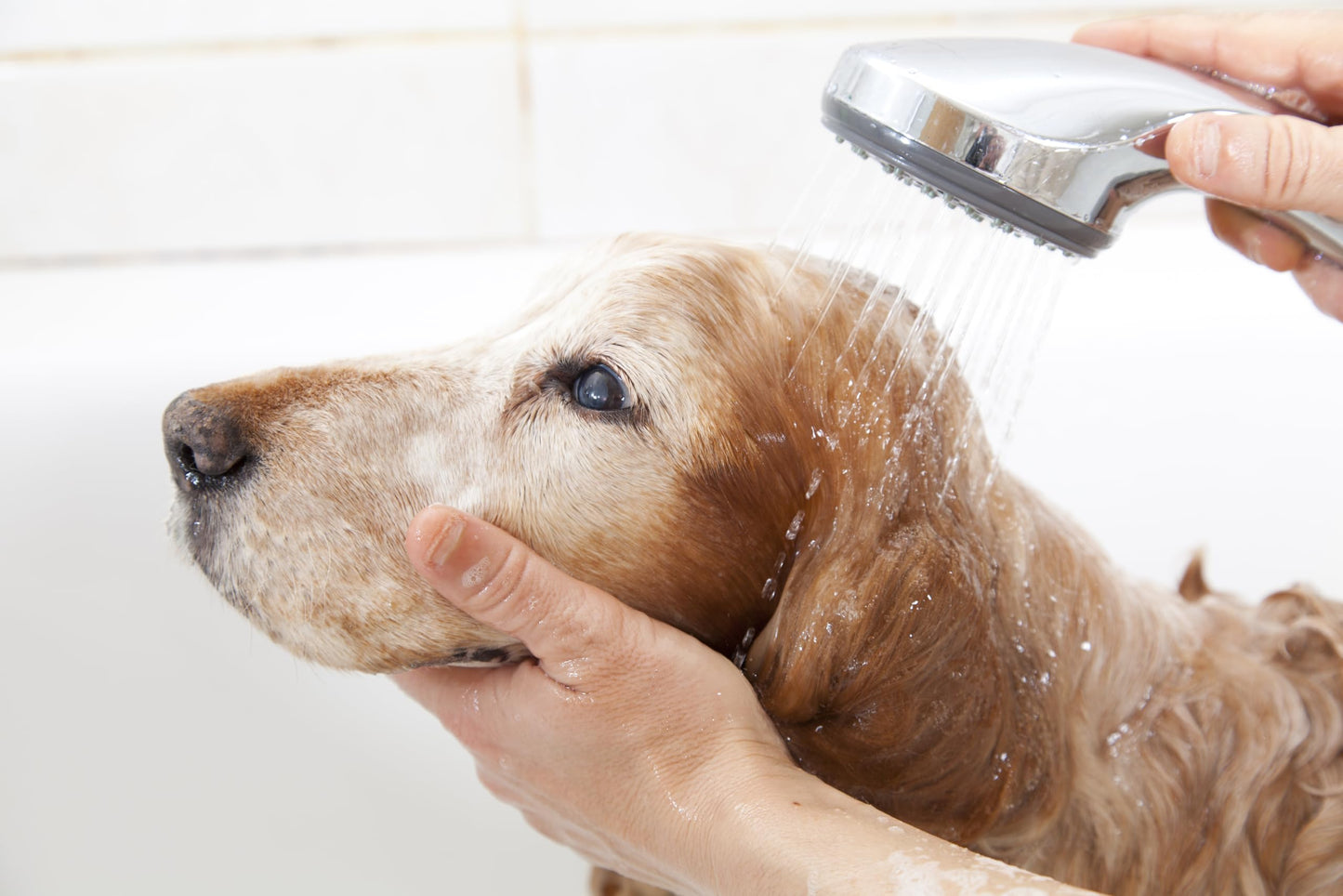 Pet Silk Hypoallergenic Conditioner, Free of Dyes and Heavy Fragrances, Specifically Designed for Pet's with Sensitive Skin, Infused with Olive Oil & Wheat Protein for Added Nourishment! (16oz)