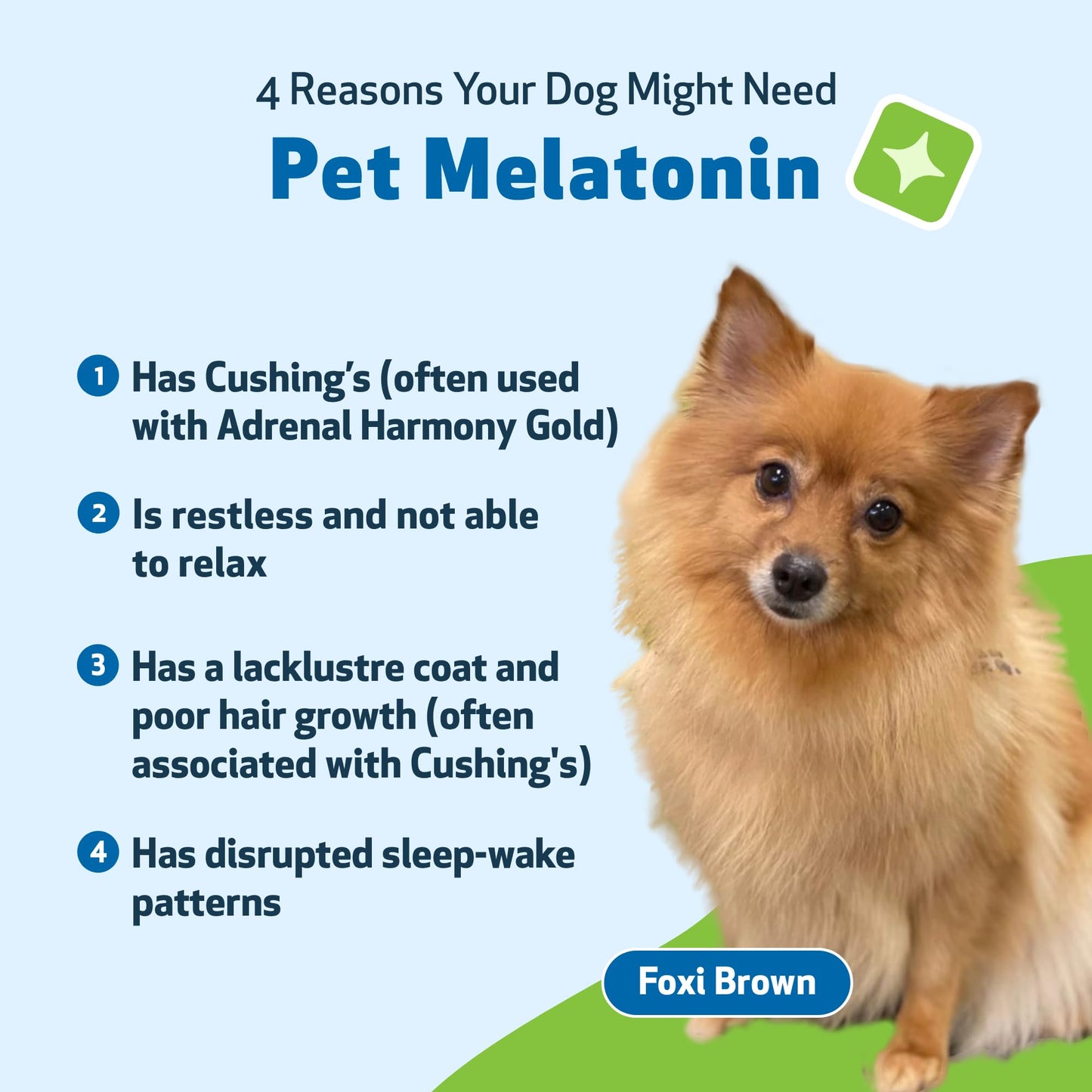 Pet Wellbeing Pet Melatonin for Dogs - Supports Adrenal Health, Cortisol Balance, Helps Maintain Normal Sleep Patterns - Veterinarian-Formulated Liquid Supplement 2 fl oz (59 ml)