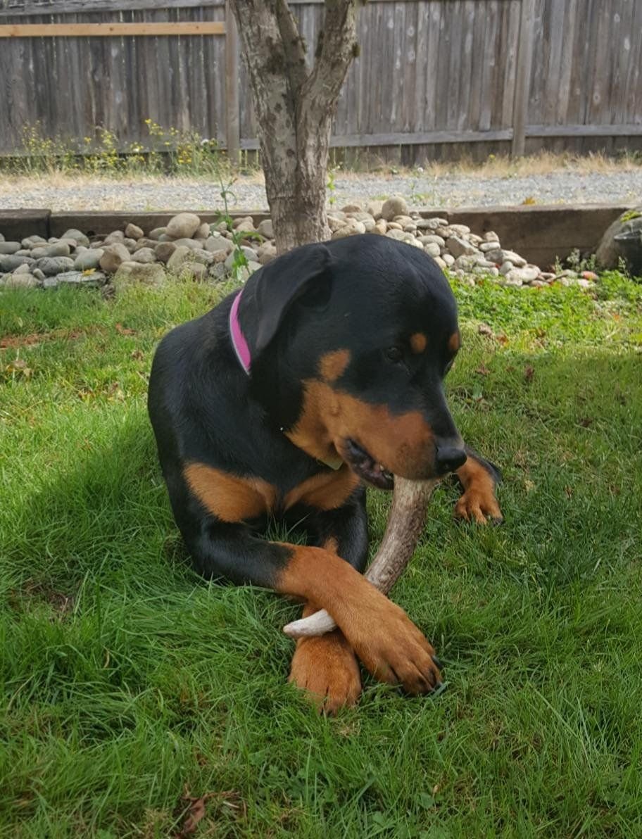 Big Dog Antler Chews Elk Antler Dog Chew, Extra Large Tine, 8-12 inches, XL - Great for Large Dogs and Puppies