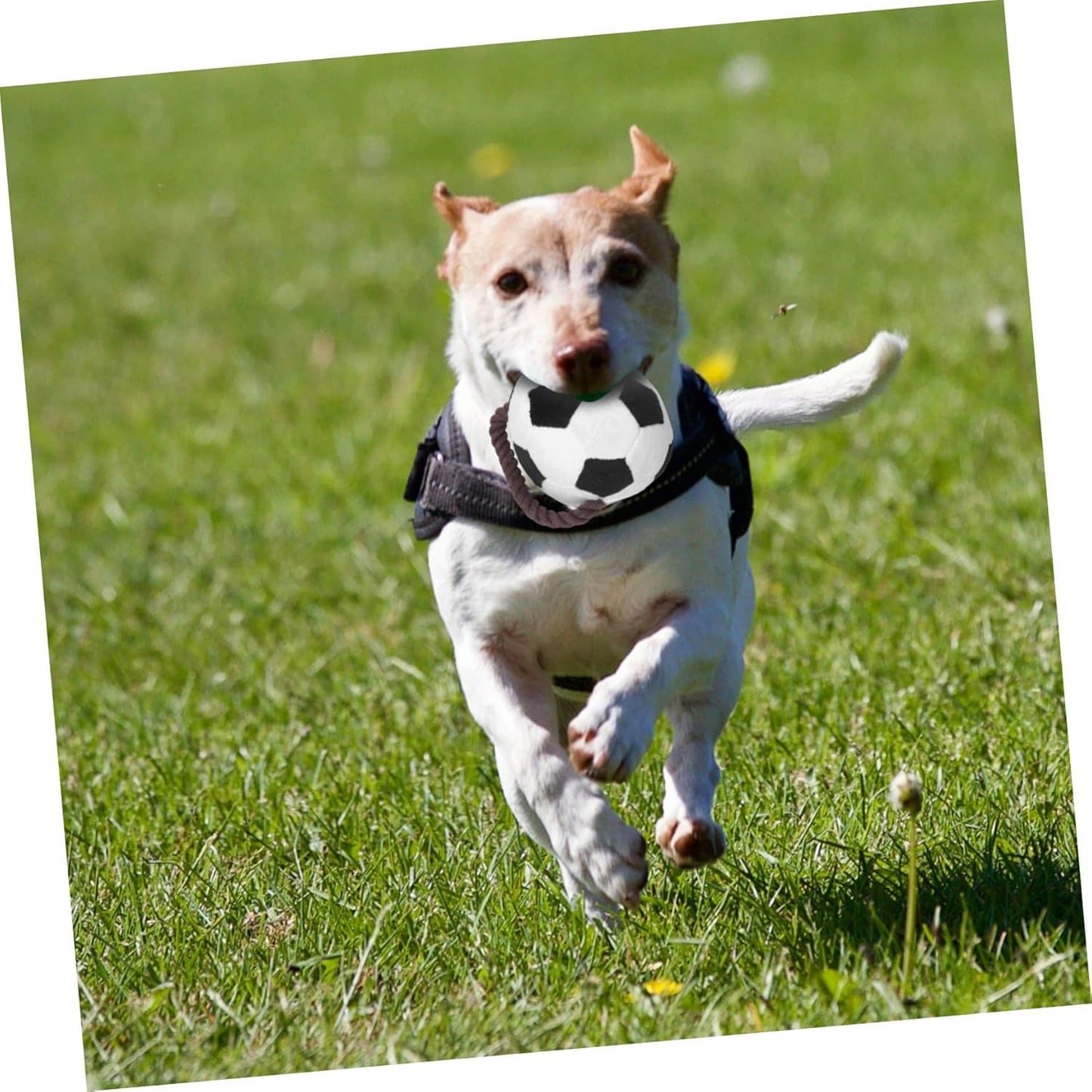 Paw Gem Interactive Dog Soccer Ball with Straps Rope Toy, Dogs Toys to Keep Them Busy, Dogs Birthday Gift, Mental Stimulation, Tug of War Dog Ball Toy Small to Medium Birthday Gift