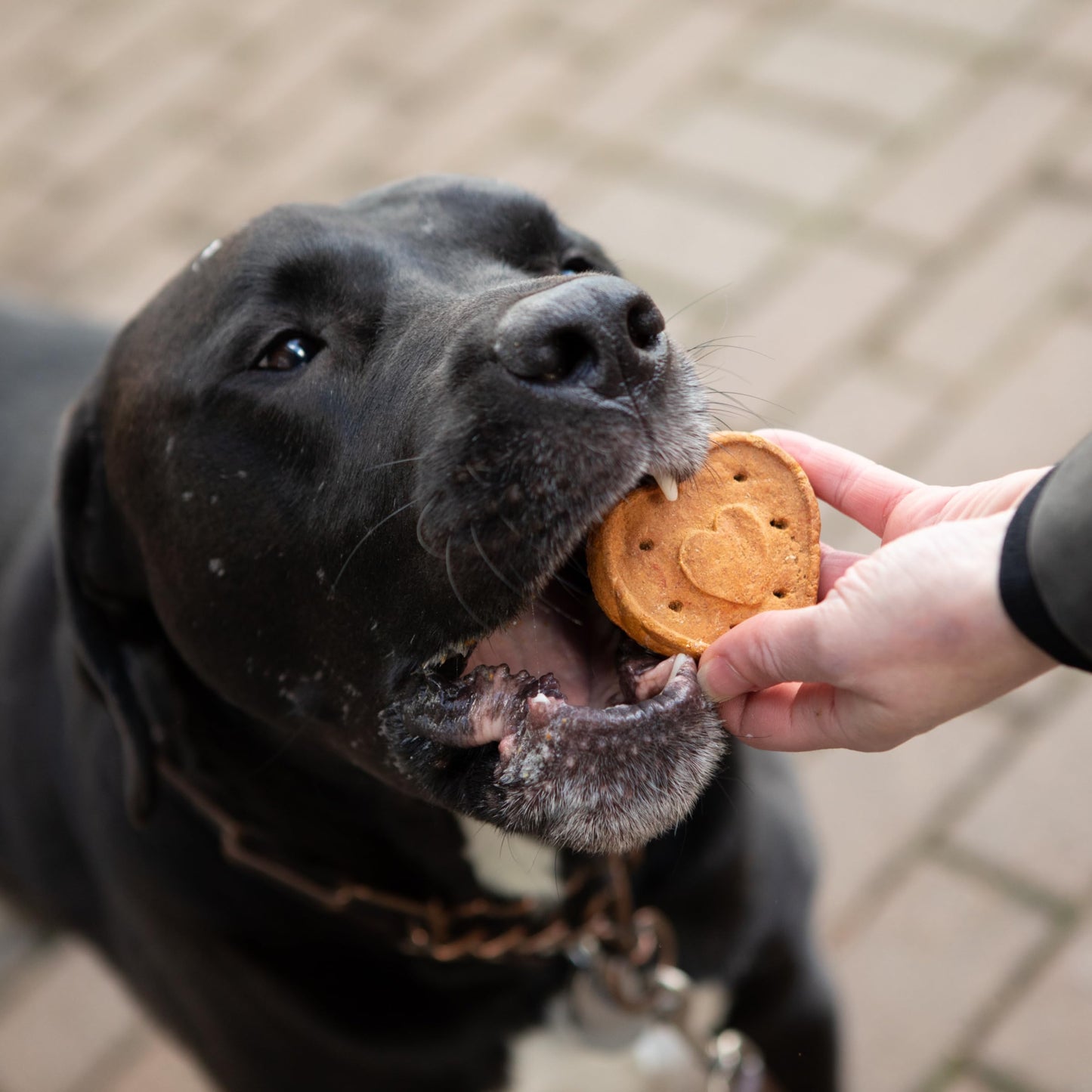 Blue Dog Bakery Natural Dog Treats, More Crunch Large, Assorted Flavors, 18oz Box, 1 Box