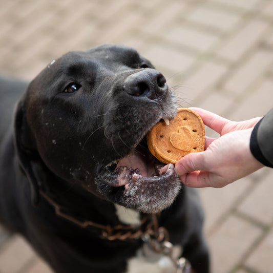 Blue Dog Bakery Natural Dog Treats, More Crunch Large, Assorted Flavors, 18oz Box, 1 Box