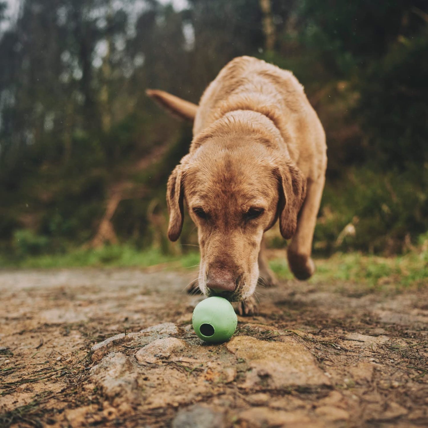 Beco Rubber Ball, Treat Dispensing Dog Toy, Green, Small