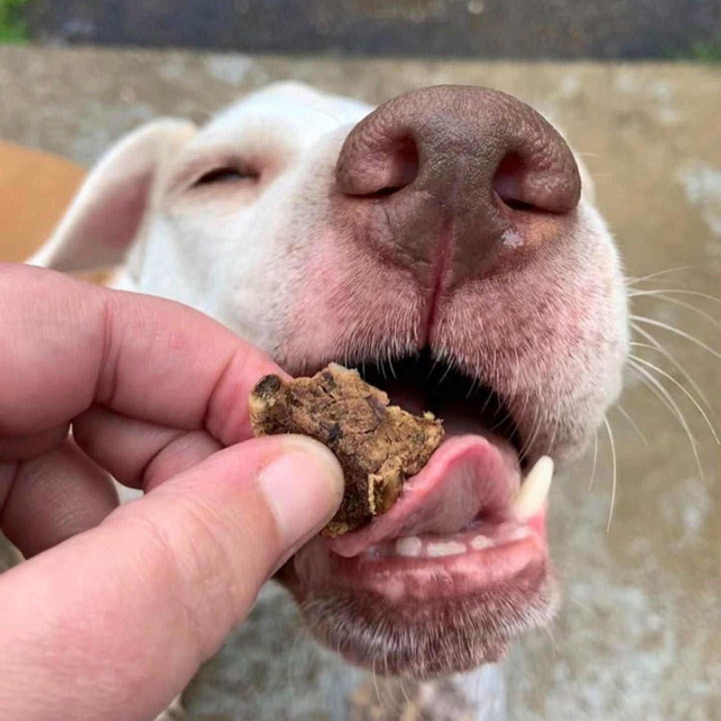 Green Butterfly Brands Premium Dog Treats Made in USA Only Natural, Meaty Beef Tips Slow Roasted, Crunchy American Beef Farm Raised Grain Free Training Treat, 8 Ounces