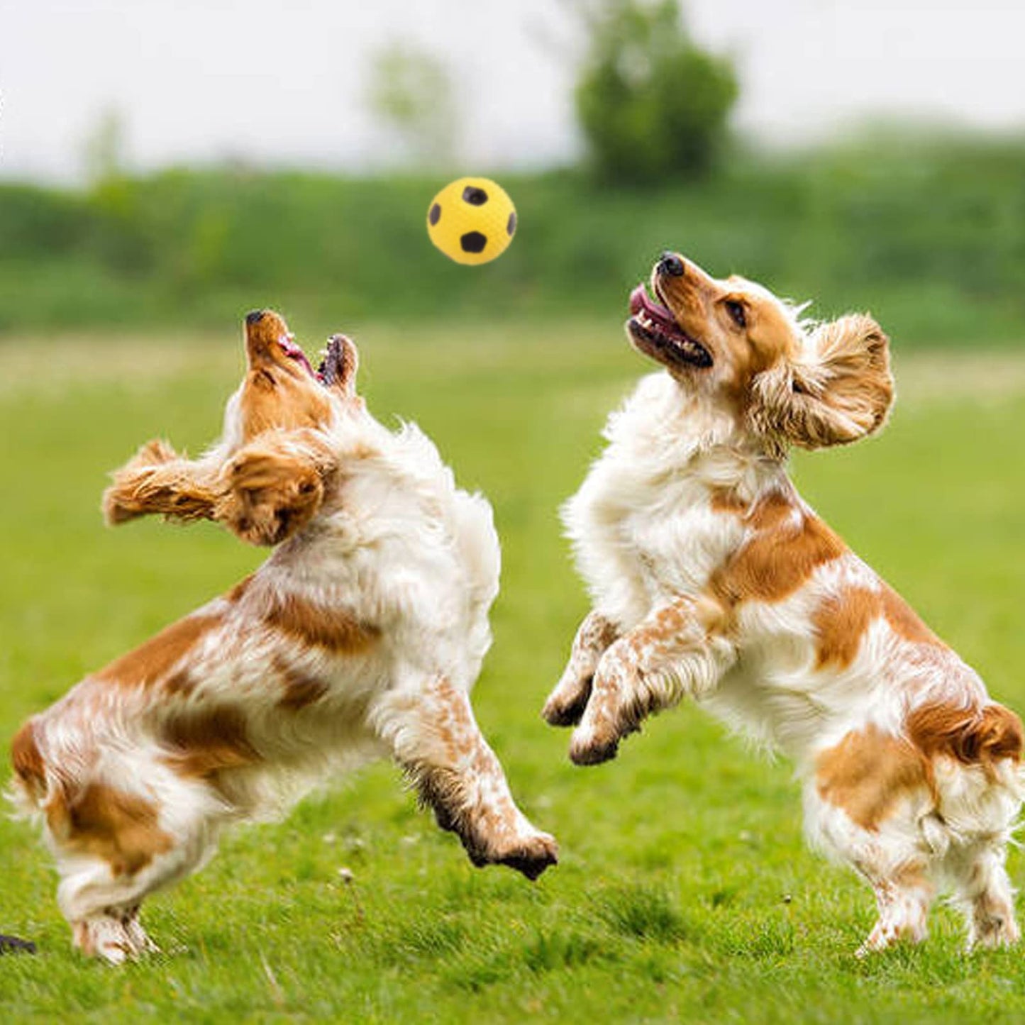 T'CHAQUE Squeaky Dog Toys, Natural Latex Rubber Dog Balls, Soft, Bouncy & Durable for Small Medium Dogs Puppy Interactive Chew Sound Fetch Play Dog Squeaky Toy Ball, Set of 4, S