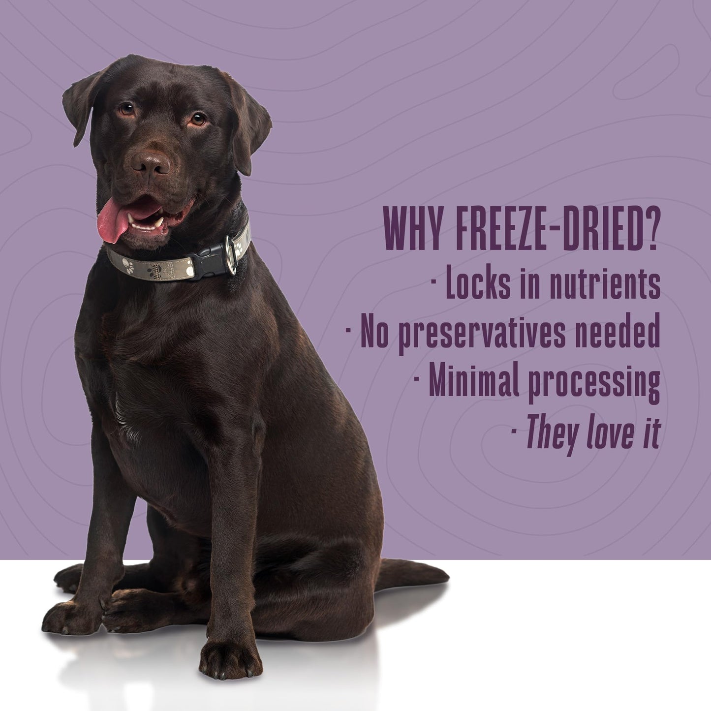 Whole Life Dog Healthy Gut Daily Dog Supplements, Human Grade Probiotics for Constipation Relief, Anti-Diarrhea, Vomit Remedy & Digestive Support, Health Supplies - 90 Servings