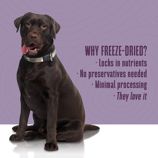 Whole Life Dog Healthy Gut Daily Dog Supplements, Human Grade Probiotics for Constipation Relief, Anti-Diarrhea, Vomit Remedy & Digestive Support, Health Supplies - 90 Servings