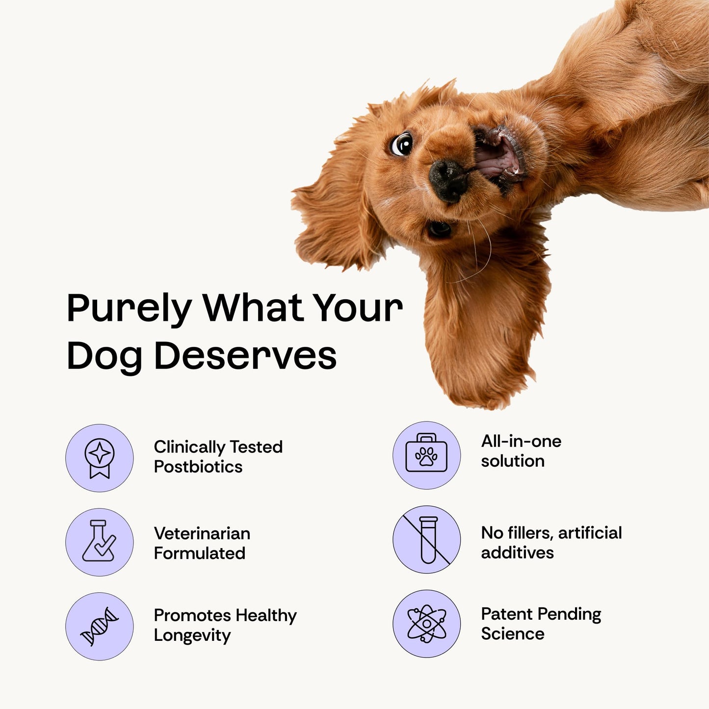 Daily Prebiotic + Postbiotic Dog Supplement Powder | 12-in-1 Support for Gut, Joints, Allergy, Immunity, Calming & Oral Health | Human-Grade Ingredients, No Artificial Flavors-No Fillers - 30 Sachets