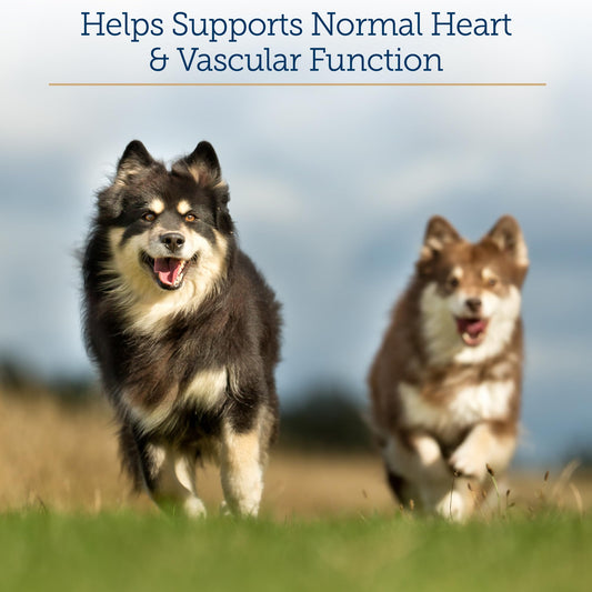 Wellness Complete Health Senior Dry Dog Food, Small Breed, Wholesome Grains, Natural, Age Advantage Turkey & Peas Recipe, (4-Pound Bag)