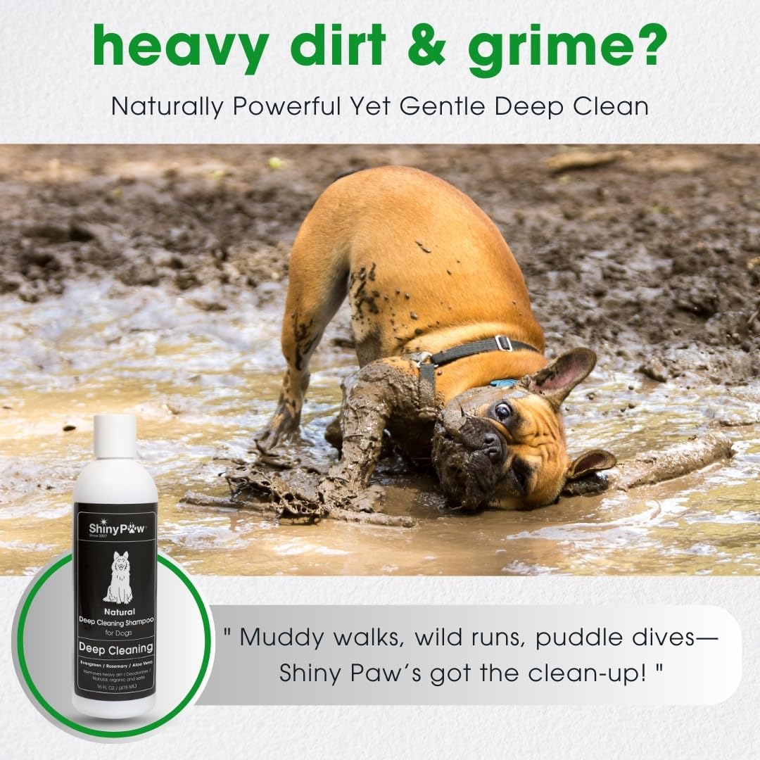 Shiny Paw Natural Deep Cleaning Organic Dog Shampoo 16 oz | Dog Itching Skin Relief with Evergreen, Aloe & Rosemary | Natural Dog Shampoo for Smelly Dogs