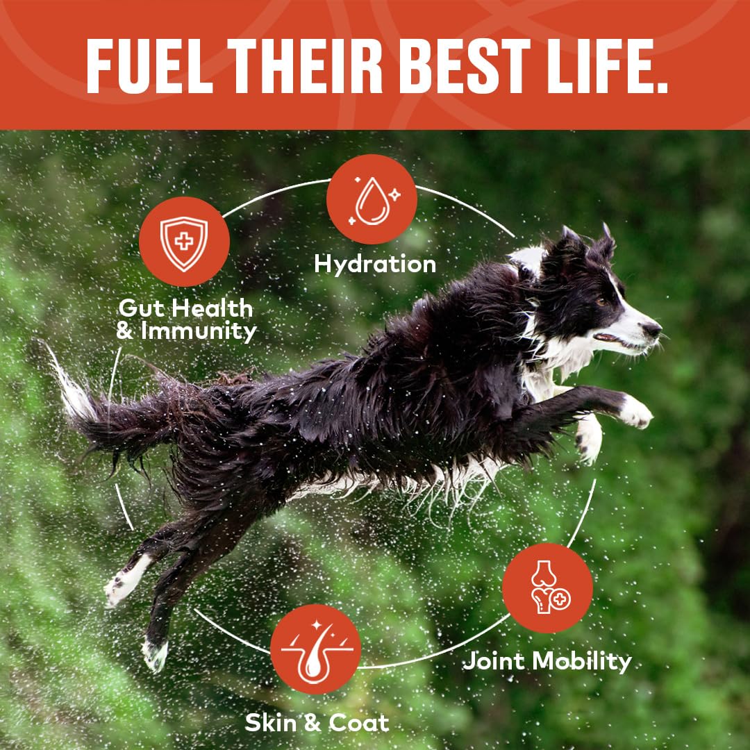 Beef Bone Broth Concentrate for Dogs - Collagen Protein Supplement - Digestion, Mobility, Coat, Immune System, Joints - Healthy Dog Food Gravy Topper - Human Grade, Made in USA (12 oz, 20 Servings)