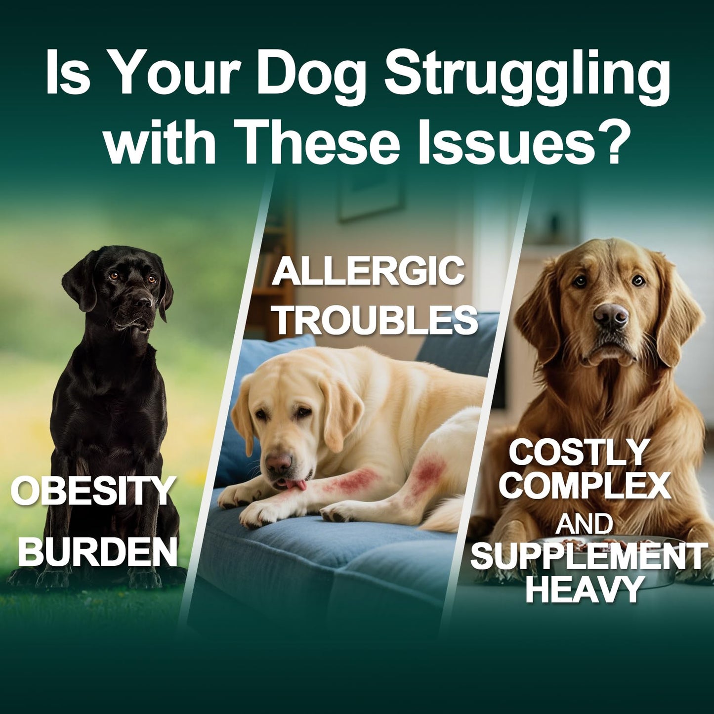 Dog Allergy Relief Chews Itching Skin is Human Multivitamin Pet Allergy Anti Itch Paw Relief and Immune Dog Chews Bites Antihistamine for Dogs Itching and Licking Weight Loss Management Support 200