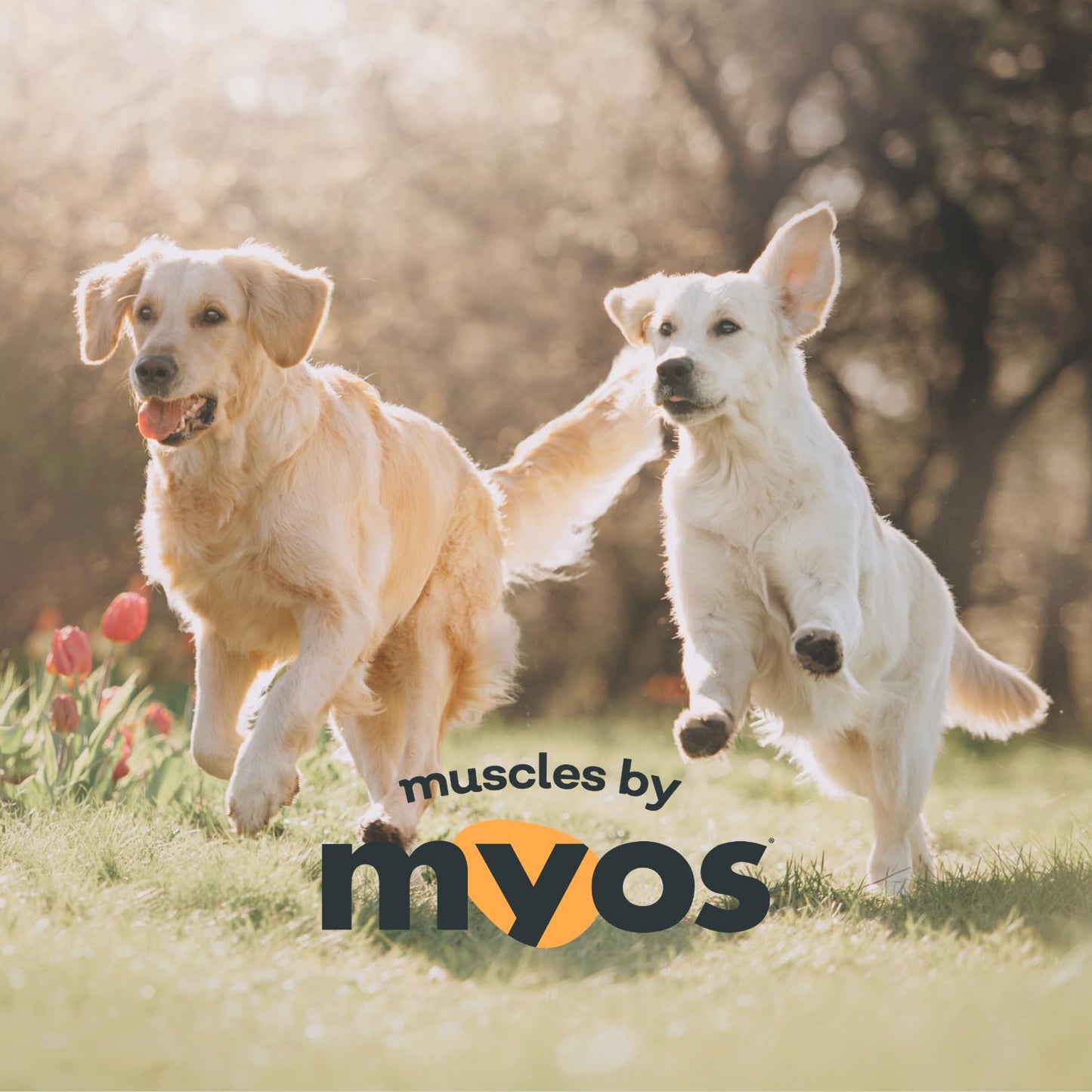 MYOS Canine Muscle Formula - All-Natural Muscle Building Supplement - Helps Reduce Muscle Loss in Aging Dogs and Improve Recovery from Injury or Surgery