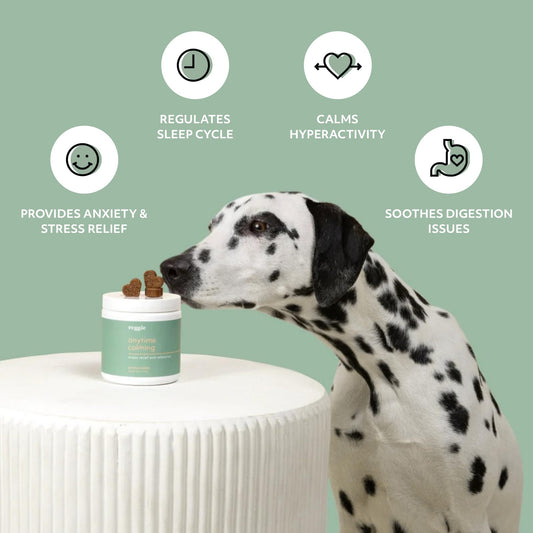 Reggie Anytime Calming Chews for Dogs | Natural Anxiety Relief with L-Theanine & Magnolia Barks | Calming Dog Treats for Separation Anxiety, Thunderstorms, Travel & Stress | 60 Soft Chews