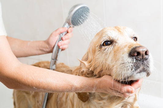 Pet Silk Hypoallergenic Conditioner, Free of Dyes and Heavy Fragrances, Specifically Designed for Pet's with Sensitive Skin, Infused with Olive Oil & Wheat Protein for Added Nourishment! (16oz)