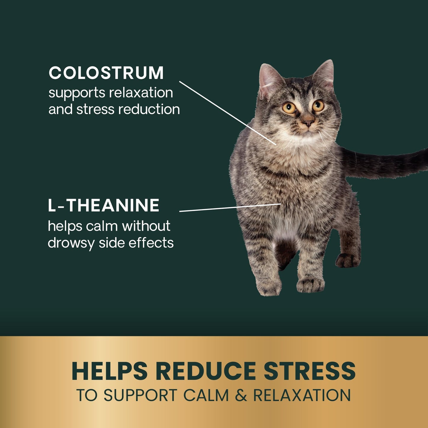 VetriScience Calm & Confident Chews, Composure Calming and Anxiety Supplement for Cats, Reduce Stress and Fear, Ideal for Travel, Vet, Grooming and Routine Changes, Trout, 30 Count