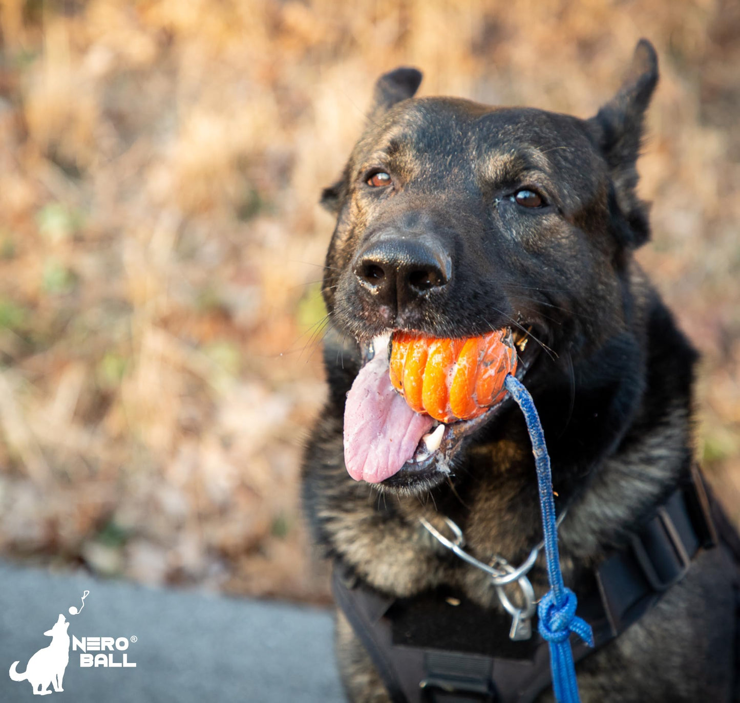 Nero Ball Pro K-9 Dog Training Ball on Rope – 2.75″ Heavy-Duty Natural Rubber Reward & Tug Toy with Nylon Throw Handle – High-Visibility Orange – Police, Military & Sport Working Dogs Fetch