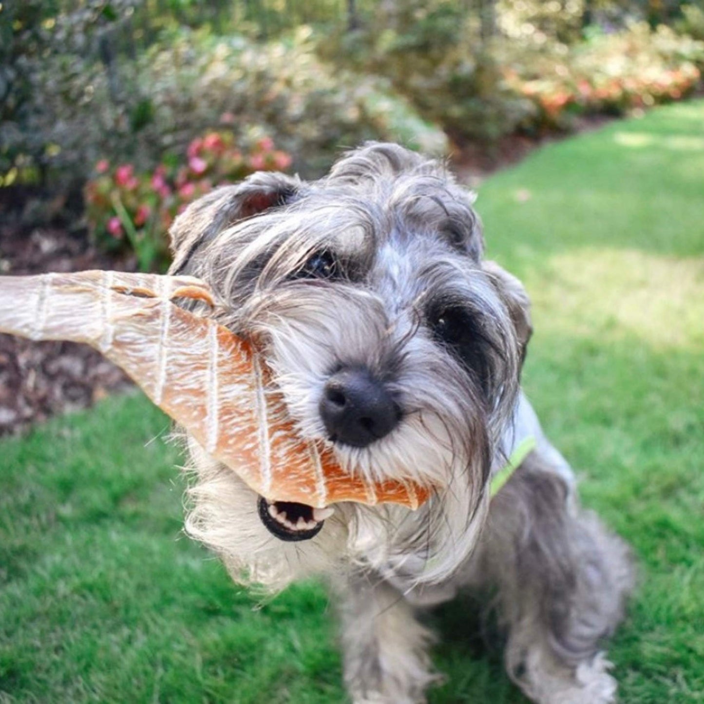 Green Butterfly Brands Chicken Jerky - Dog Treats Made in USA Only - 1 Ingredient: USDA Grade A Chicken Breast - No Additives or Preservatives - Grain Free Snack, All Natural Premium Strips, 8 Ounces