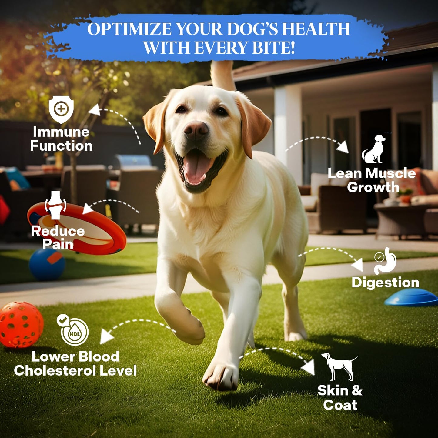 Healthy Dogma - PetMix Dehydrated Dog Food for Allergies, Joint Support & Mobility - Grain Free, Raw, Homemade Dog Food (Skin & Coat, 2 lbs)