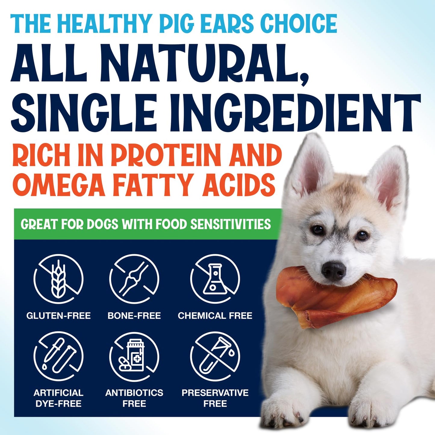 FETCHERONI Whole Pig Ears for Dogs Large - 30 Pack Long Lasting Dog Chews – One Ingredient Delicious All Natural Flavor – Easy to Digest Dog Treats for Large Dogs - Great for Teeth and Gums