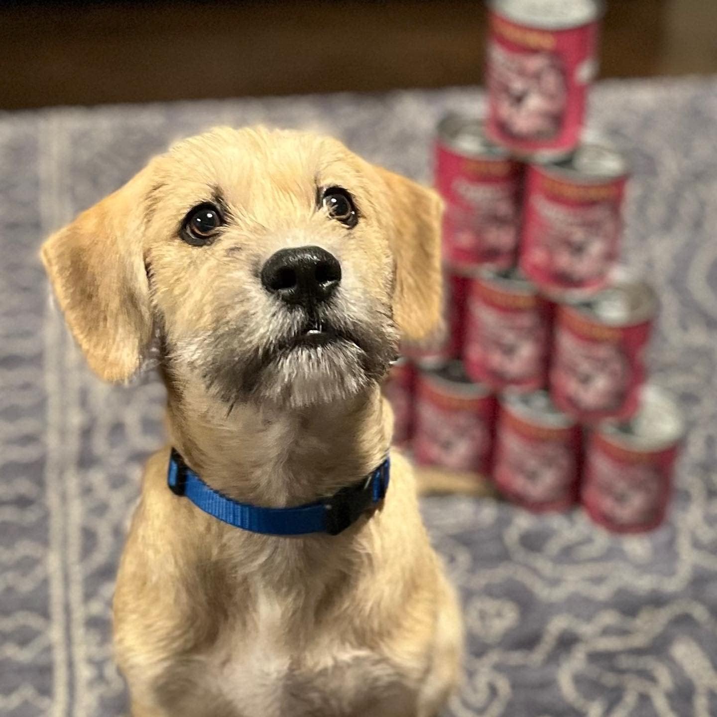 Evanger's Heritage Classic Puppy Food – 12 Count, 12.5 oz Each – Tasty Meat-Based Formula for Puppies & Underweight Dogs – Added Vitamins & Chelated Trace Minerals – Grain & Gluten Free