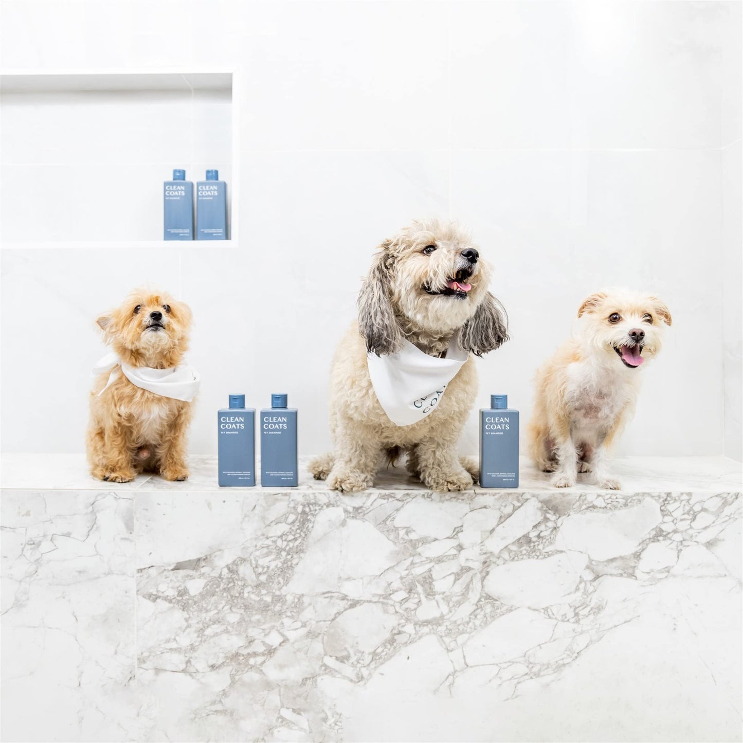 Clean Coats Fragrance Free Pet Shampoo for Dogs – Gentle Oatmeal & Aloe Leaf Formula for Sensitive Skin, Helps to Relieve Itchy & Dry Skin, Vegan Formula