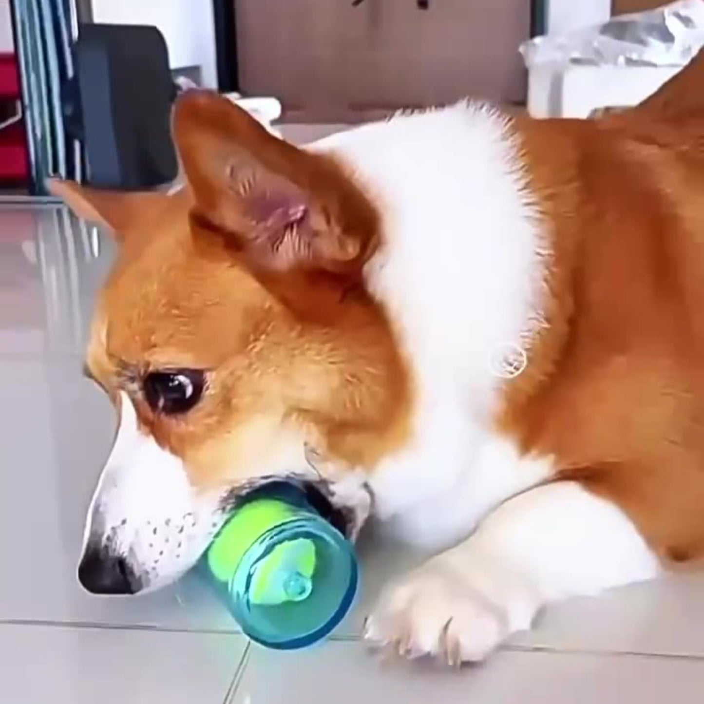 Tasmegol Pet Chew Beer Bottle with Tennis Ball Crunchnplay Water Bottle Squeaky Dog Toys for Aggressive Chewers