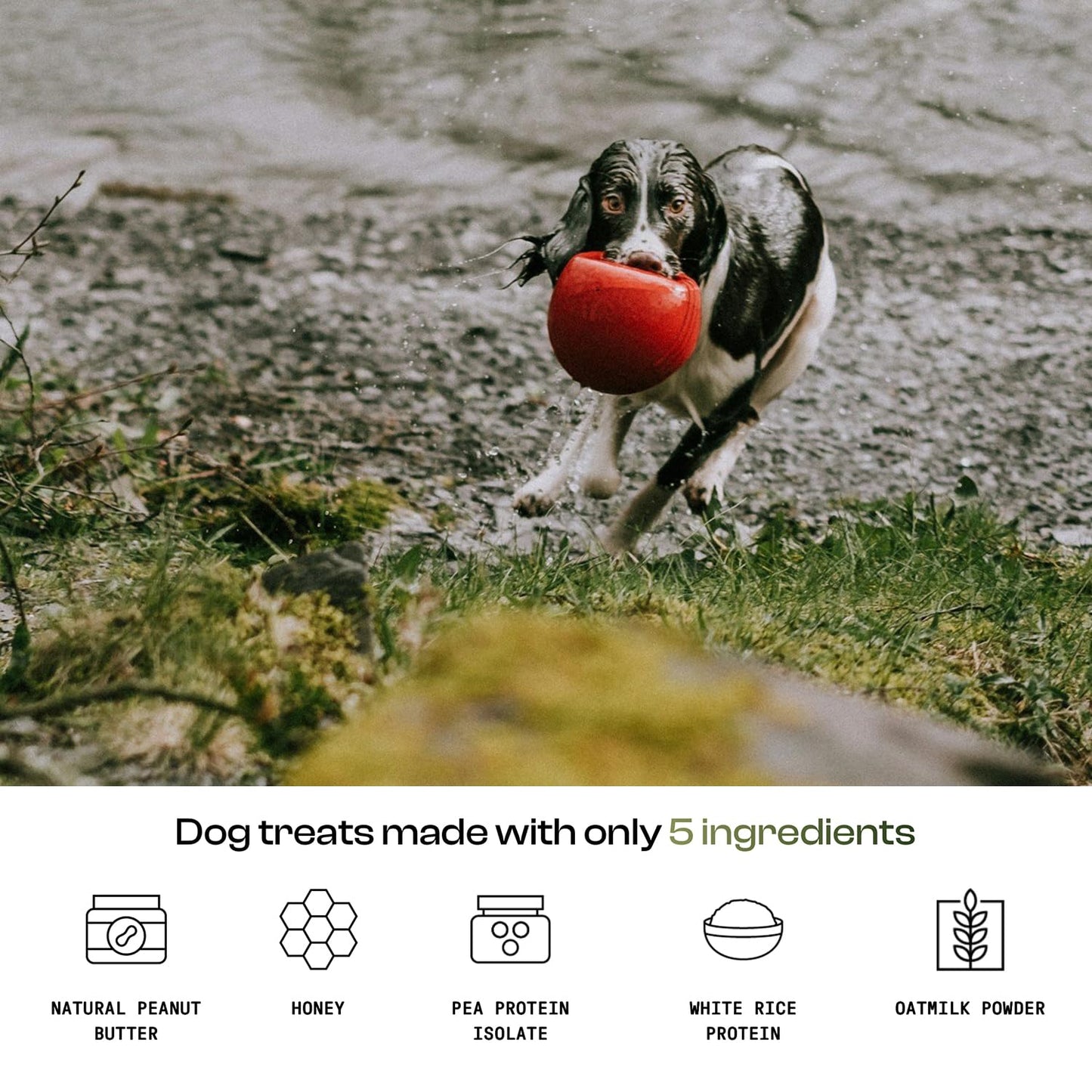 MDRNpup® Unique Dog Treats, Human Grade and All-Natural, Only Five Ingredients, High Protein - Amino Acids, Nothing Artificial, Soft Baked in The USA (13.2 Ounce, Veggie Protein Blend)