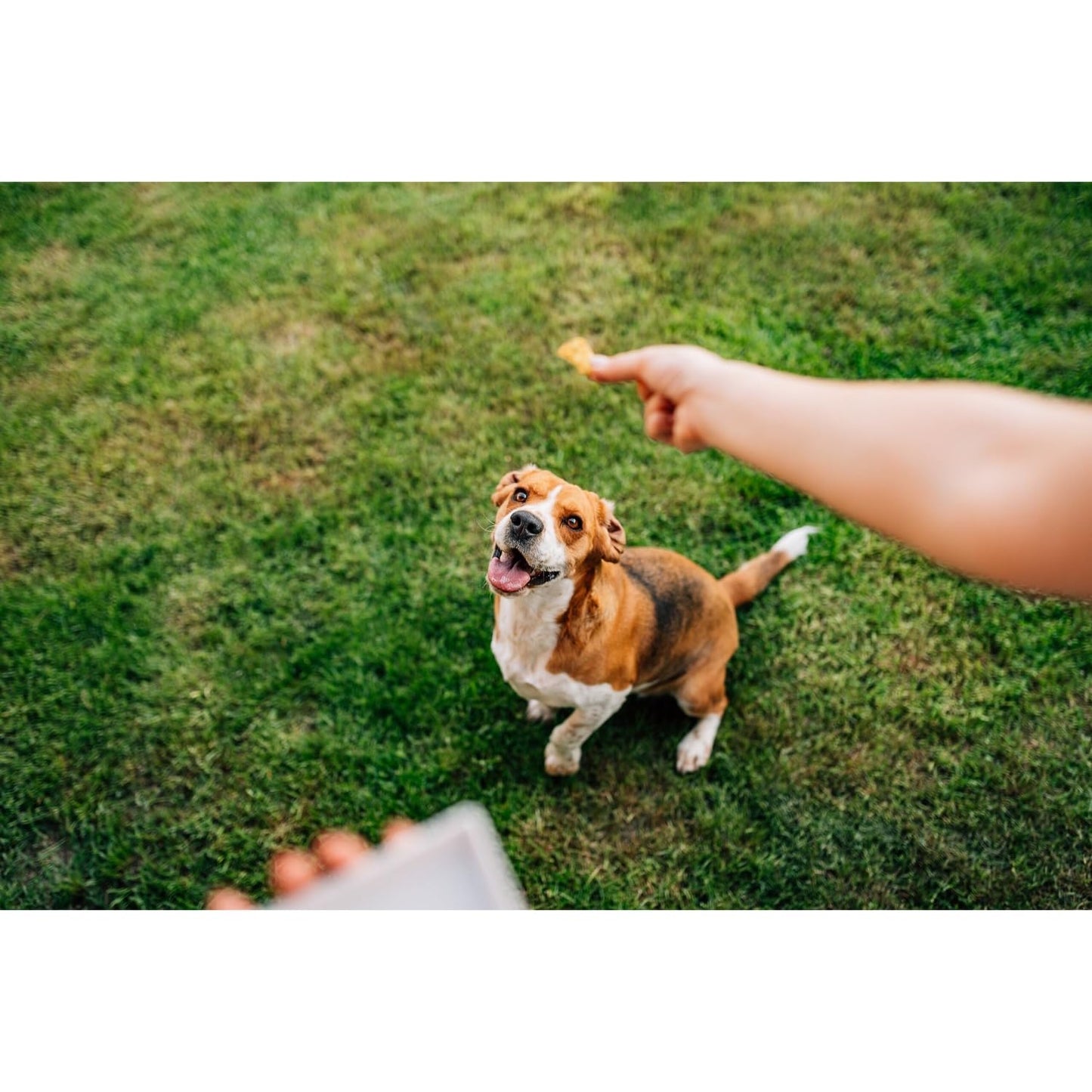 Blue Buffalo Wilderness Trail Treats Wild Bits High Protein Grain Free Soft-Moist Training Dog Treats, Salmon Recipe 4-oz Bag