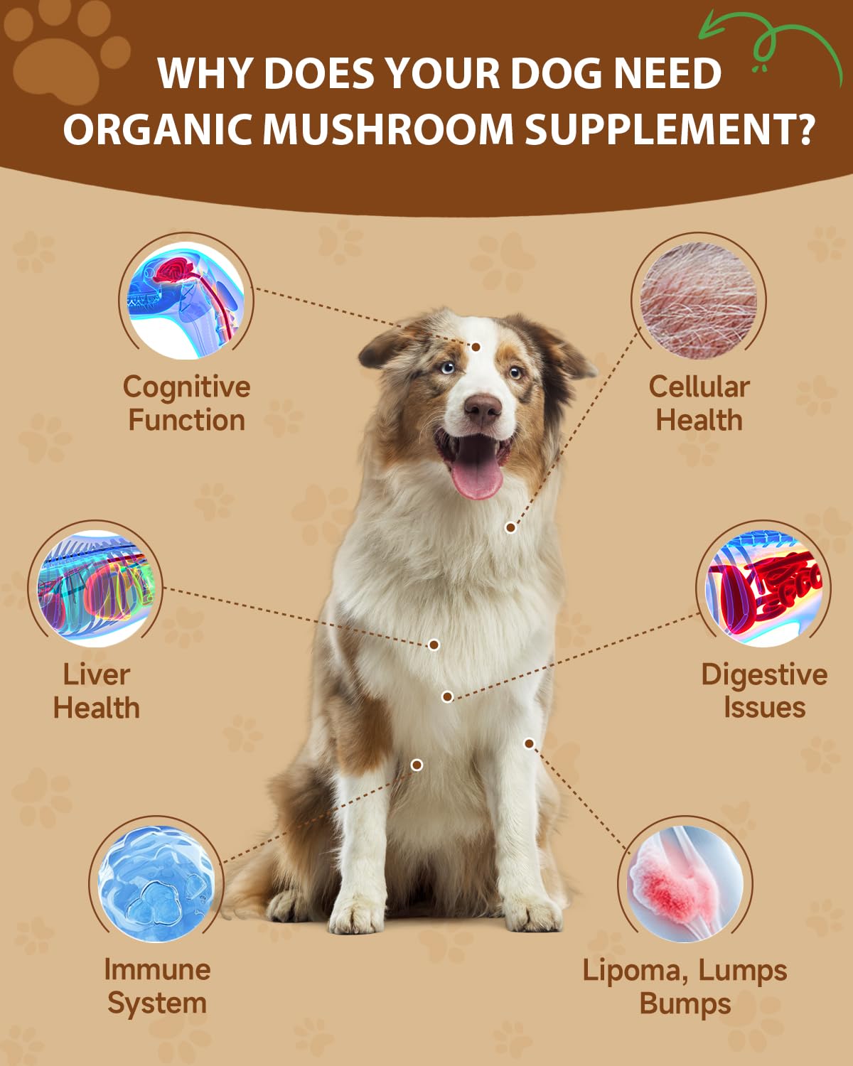 Mushroom for Dogs - Lipoma for Dogs - 9 Organic Mushroom with Turkey Tail, Reishi, Lions Mane - Digestive, Cellular, Immune Health Support - Dog Lumps and Bumps Treatment - 100 Scoops, Chicken Flavor